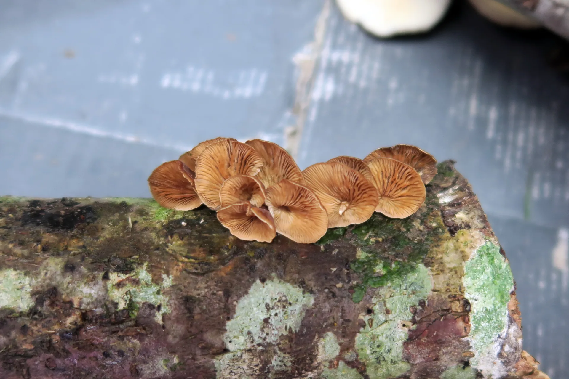 Tectella patellaris - 1